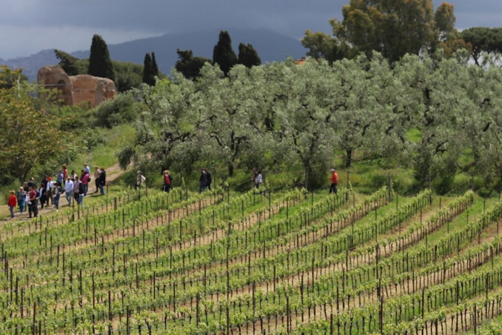 Vigna & Vulcano — Degustazione classica