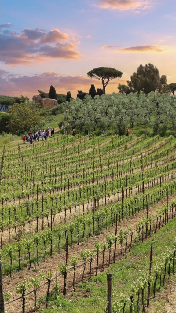 Vigna e suolo