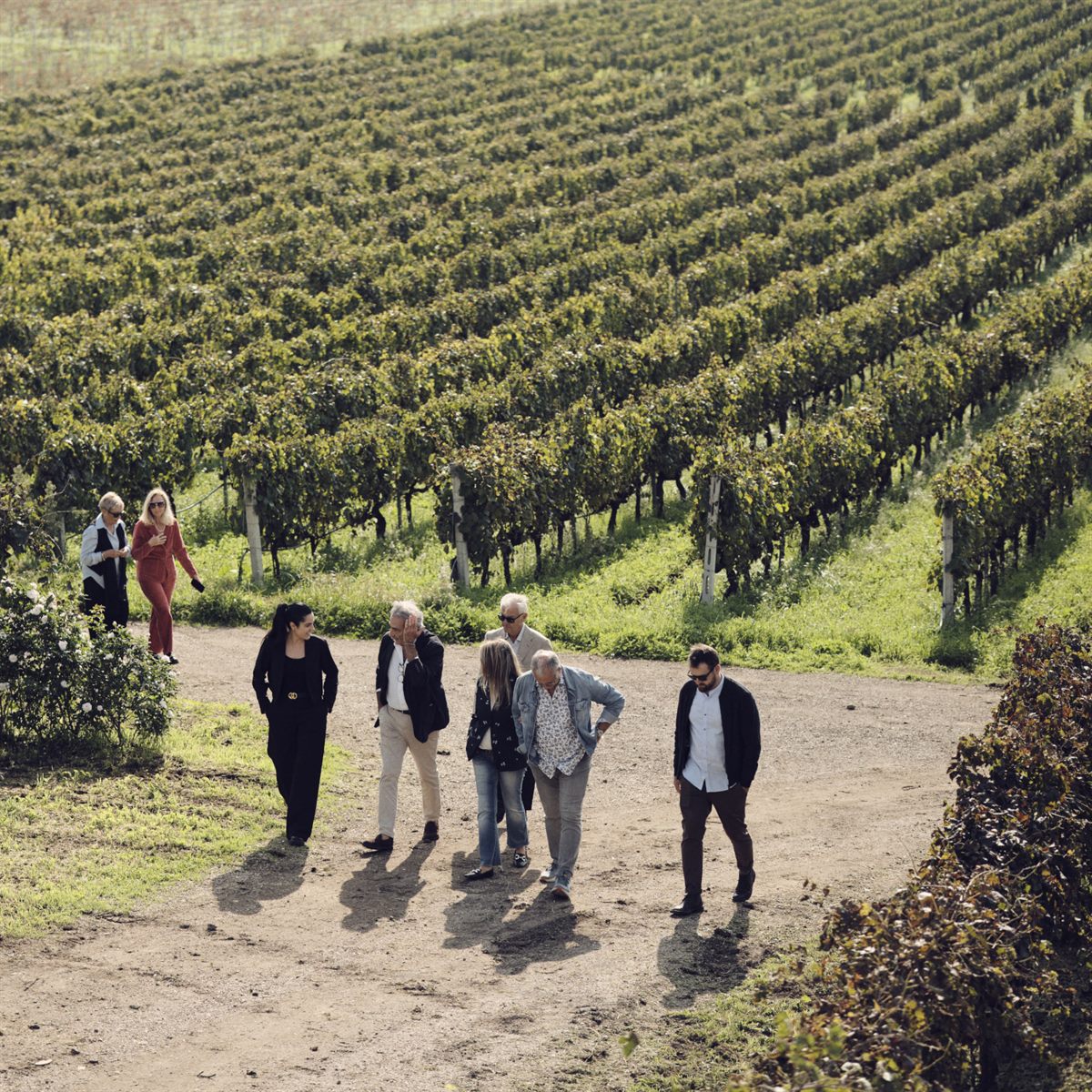 Visite e degustazioni in vigna